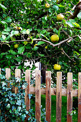 Äpfel aus Nachbars Garten