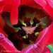 Red Tulip 0007