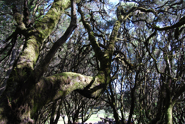 Bosque del Parque natural de Gomera. Islas Canarias