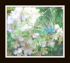 un papillon amoureux d'une fleur