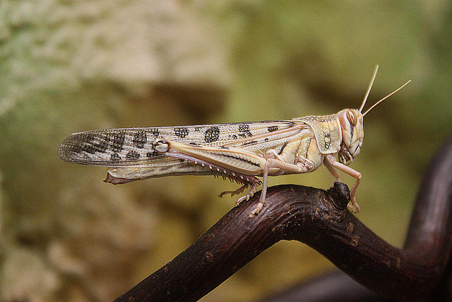 20100902 7789Aw [D~ST] Wüstenheuschrecke (Schistocerca gregaria), Zoo Rheine