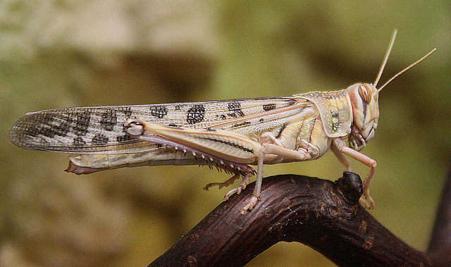 20100902 7790Aw [D~ST] Wüstenheuschrecke (Schistocerca gregaria), Zoo Rheine