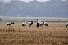 20100920 8218Tw [D~NVP] Kranich (Grus grus), Groß Mohrdorf