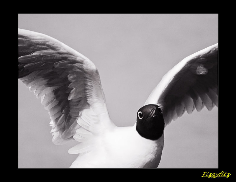 Seagull