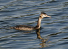 Juvenile Great Crested Grebe