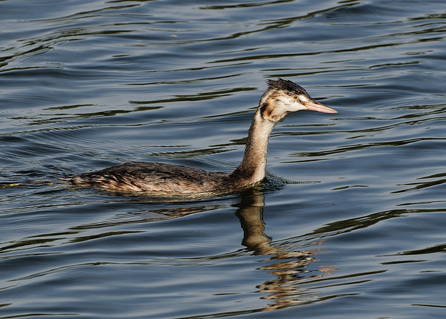 Juvenile Great Crested Grebe