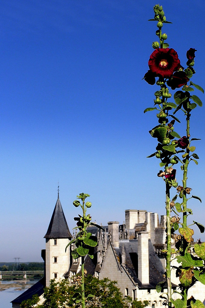 Montsoreau - Val de Loire