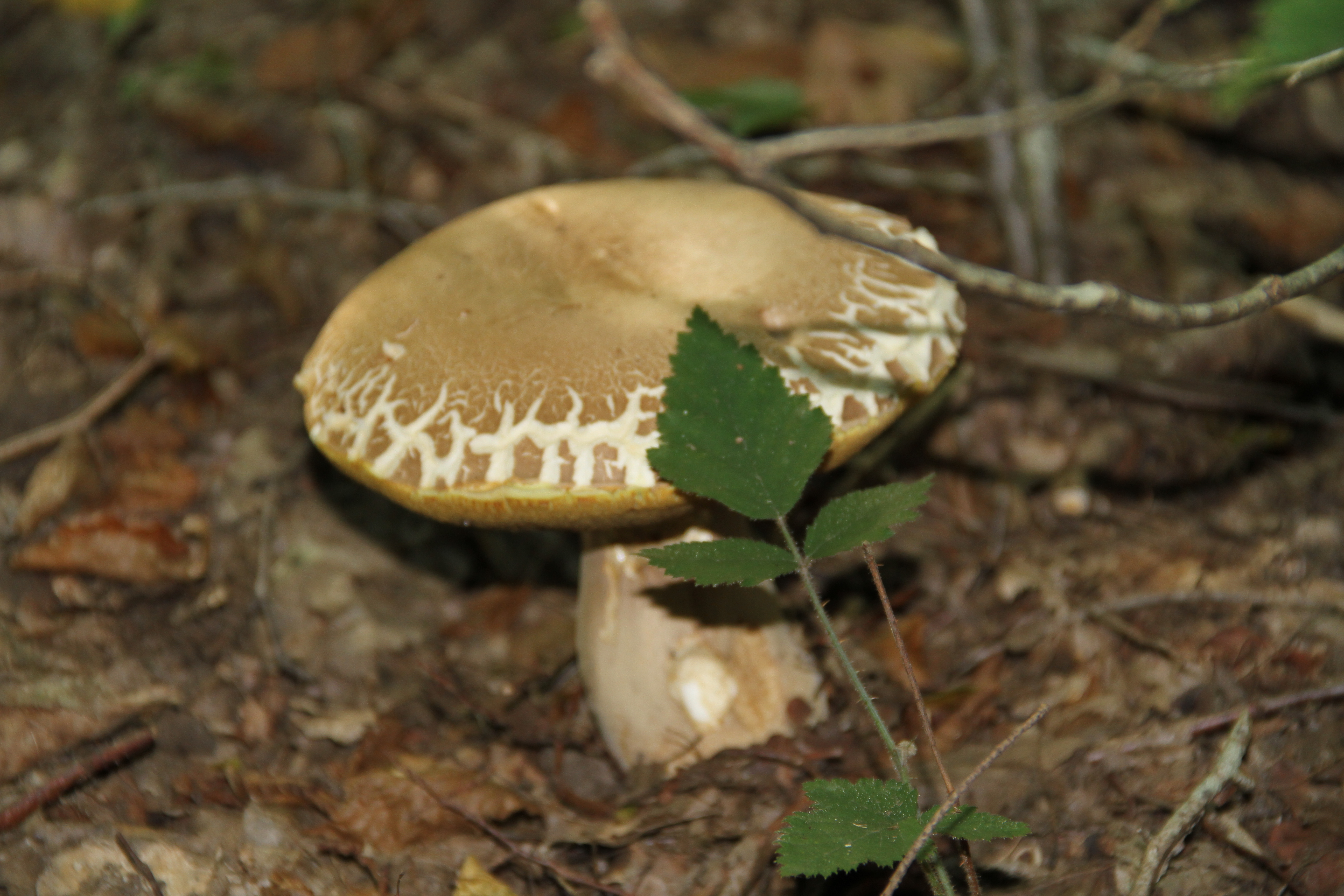 Cèpes