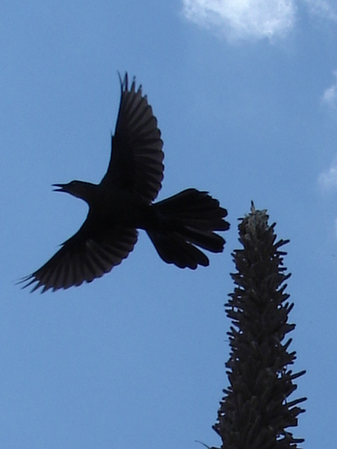 Aigle et drapeau / Flag and eagle - Texas. 28-06-2010