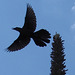 Aigle et drapeau / Flag and eagle - Texas. 28-06-2010