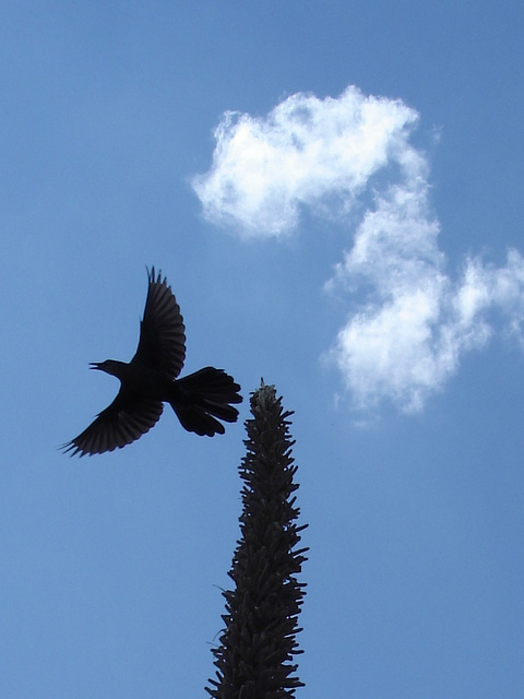 Aigle et drapeau / Flag and eagle - Texas. 28-06-2010