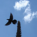 Aigle et drapeau / Flag and eagle - Texas. 28-06-2010