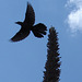 Aigle et drapeau / Flag and eagle - Texas. 28-06-2010