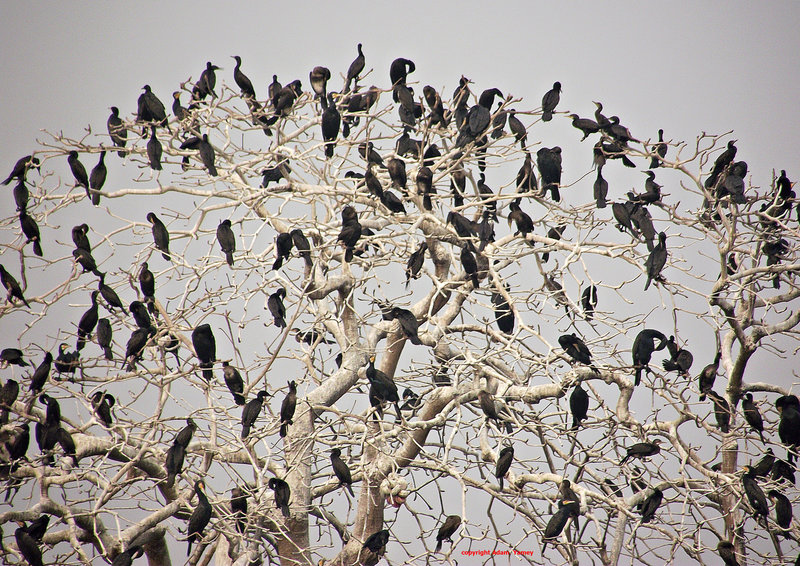 BIRDS