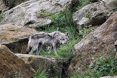 20100902 7939Aw [D~ST] Goldschakal (Canis aureus), Zoo Rheine