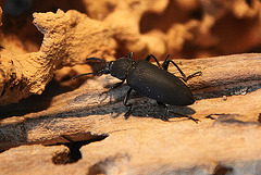 20100902 7941Aw [D~ST] Käfer (Südamerika), Zoo Rheine