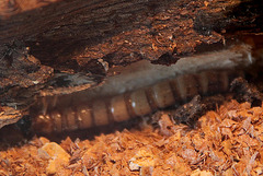 20100902 7944Aw [D~ST] Käfer-Made (Südamerika), Zoo Rheine