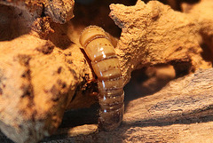 20100902 7946Aw [D~ST] Käfer-Made (Südamerika), Zoo Rheine