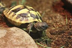 20100902 7948Aw [D~ST] Griechische Landschildkröte (Testudo hermanni), Zoo Rheine