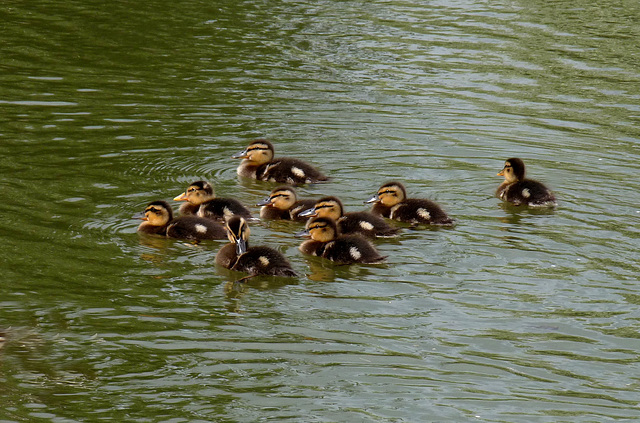 Mallard Ducklings