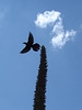 Aigle et drapeau / Flag and eagle - Texas. 28-06-2010