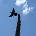 Aigle et drapeau / Flag and eagle - Texas. 28-06-2010