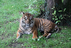 20100902 7953Aw [D~ST] Sumatra-Tiger (Panthera tigris sumatrae), Zoo Rheine