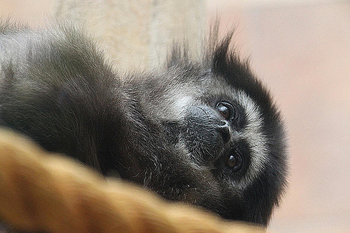 20100902 7955Aw [D~ST] Weißhand-Gibbon, [Lar], Zoo Rheine