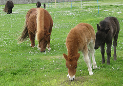 Shetland Pony