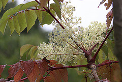 20100902 7956Aw [D~ST] Essigbaum, Zoo Rheine