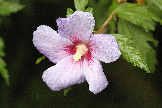 20100902 7957Aw [D~ST] Roseneibisch (Hibiscus), Zoo Rheine