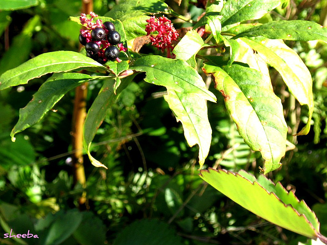 Berries loved by yard critters...