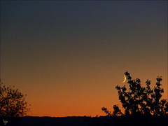 Caresse de lune naissante