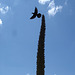 Aigle et drapeau / Flag and eagle - Texas. 28-06-2010 - Photo originale