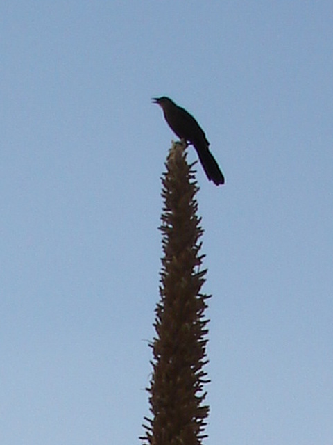 Aigle et drapeau / Flag and eagle - Texas. 28-06-2010