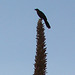 Aigle et drapeau / Flag and eagle - Texas. 28-06-2010