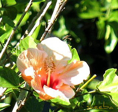 Peach hibiscus