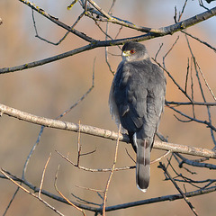 Cooper's hawk