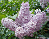 Lilac Tree  (Syringa vulgaris)