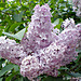 Lilac Tree  (Syringa vulgaris)