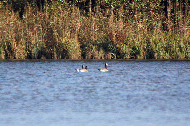 20101026 8644T2xaw Norderteich, Billerbeck