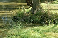 lago kaj herbejo