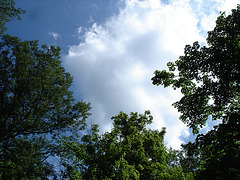 Arbre, ciel et nuages /  Sky, clouds and trees - Ohio. USA - 25 juin 2010