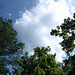 Arbre, ciel et nuages /  Sky, clouds and trees - Ohio. USA - 25 juin 2010