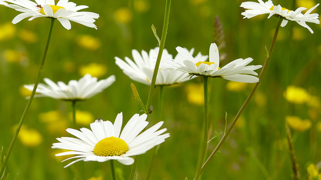 Oxeye Daisy