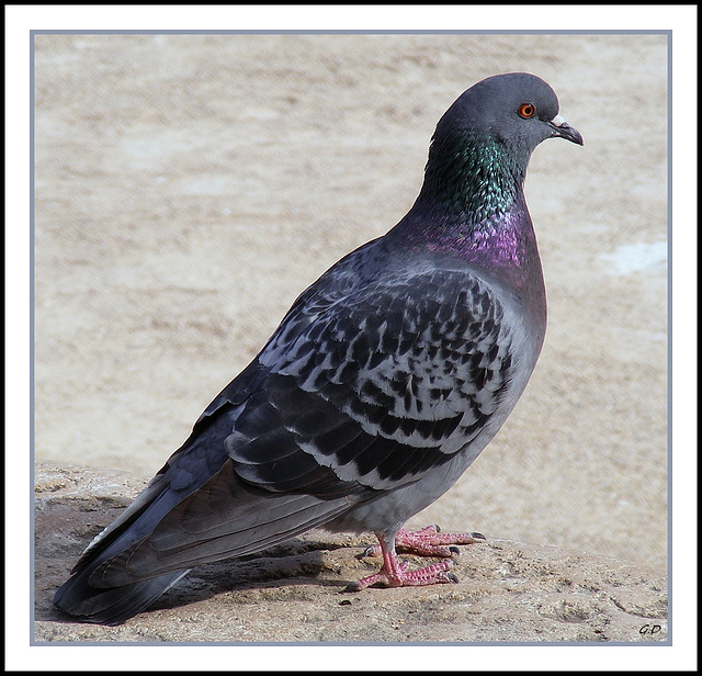 Le Pigeon du Clos