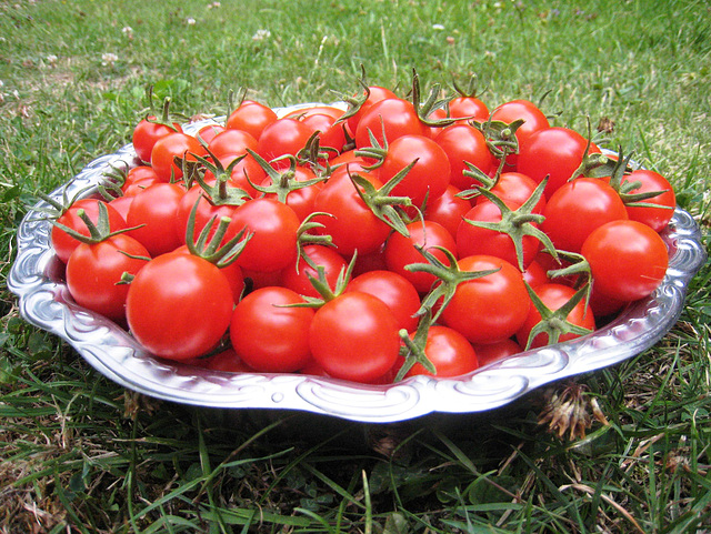 Tomates cerises