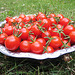 Tomates cerises