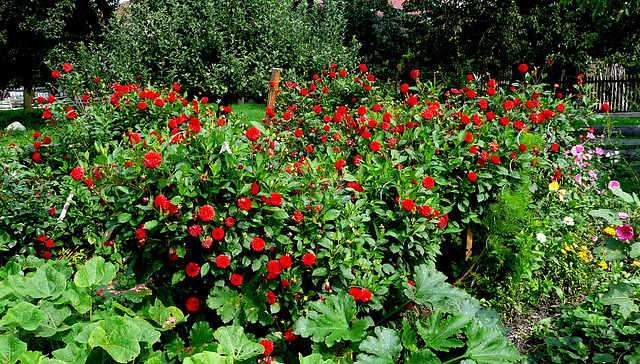 Garten mit Dahlien