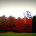Shades of autumn 2008 (17) 3053851500 o